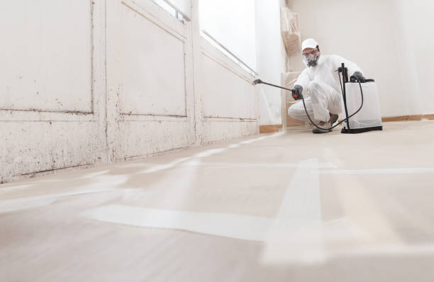 Black mold remediation team in Newport News